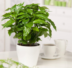Un caféier dans mon salon
